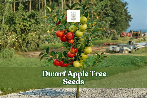 25 Dwarf Apple Tree Seeds for Bonsai - Malus domestica Fruit-Bearing Miniature Tree, Easy to Grow, Indoor & Patio Gardening