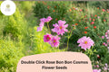 Double Click Rose Bon Bon Cosmos Seeds | Pink Double Blooms | Cosmos bipinnatus ‘Double Click Rose Bon Bon’ | Cut Flower Garden