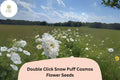 Double Click Snow Puff Cosmos Seeds | White Flower Annual Cosmos bipinnatus | 200+ Seeds for Garden & Cut Flowers