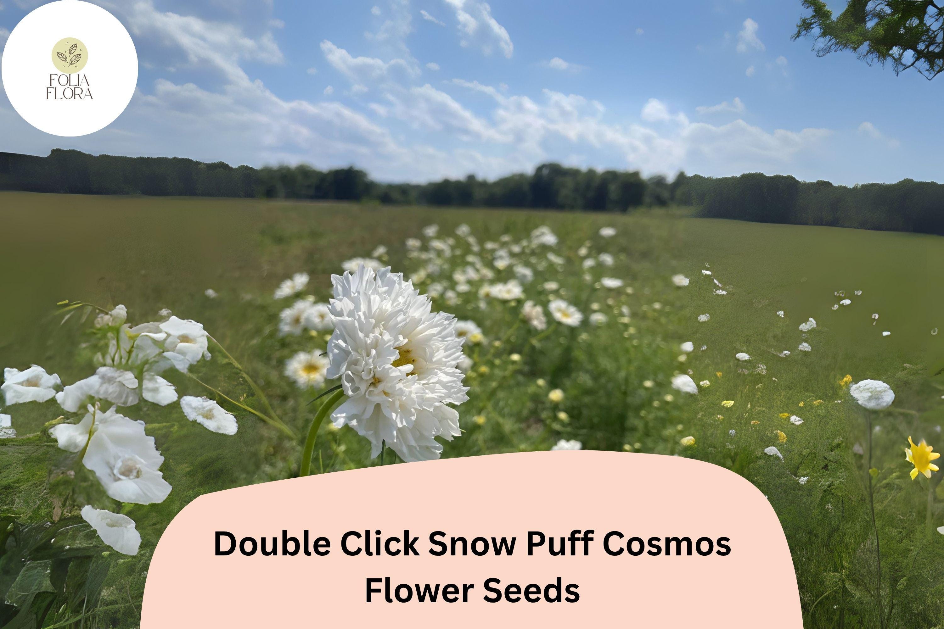 Double Click Snow Puff Cosmos Seeds | White Flower Annual Cosmos bipinnatus | 200+ Seeds for Garden & Cut Flowers