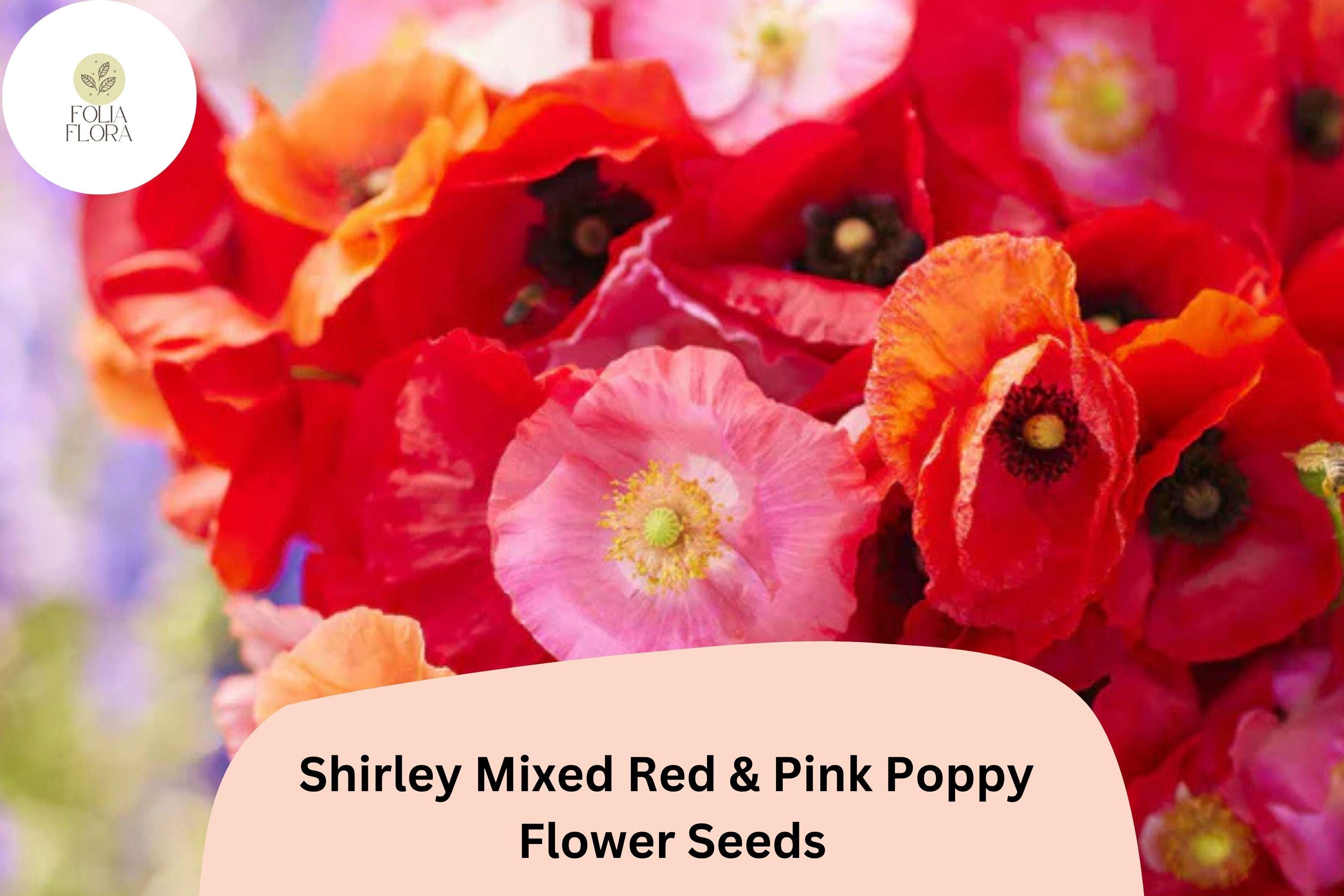 200+ Shirley Red & Pink Poppy Seeds, Papaver rhoeas, Wildflower Annual for Garden Beds, Borders & Meadows