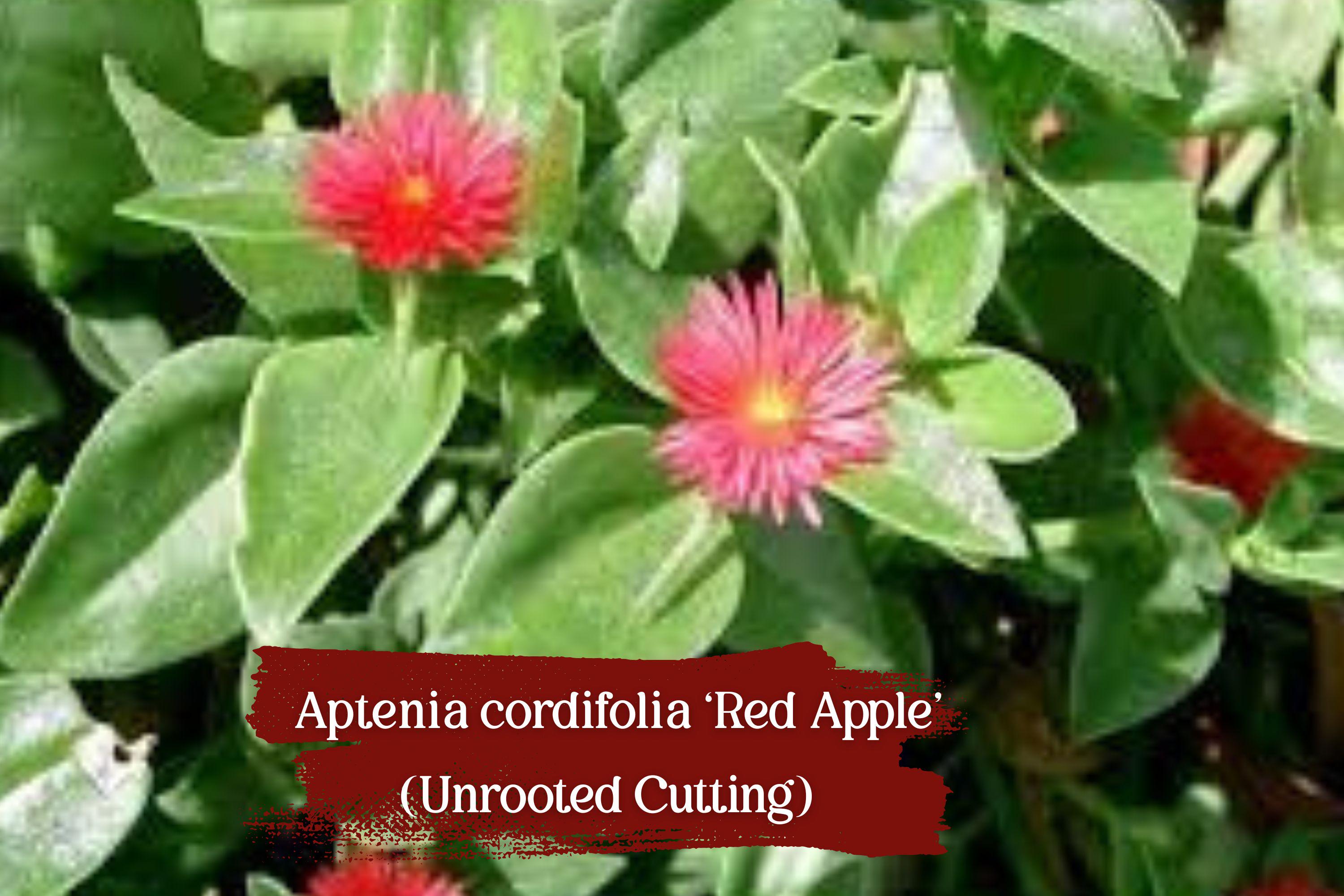 Aptenia Cordifolia Cuttings – Red Apple Succulent, Baby Sunrose, Trailing Plant, Pesticide-Free, 10 Fresh Stem Cuttings