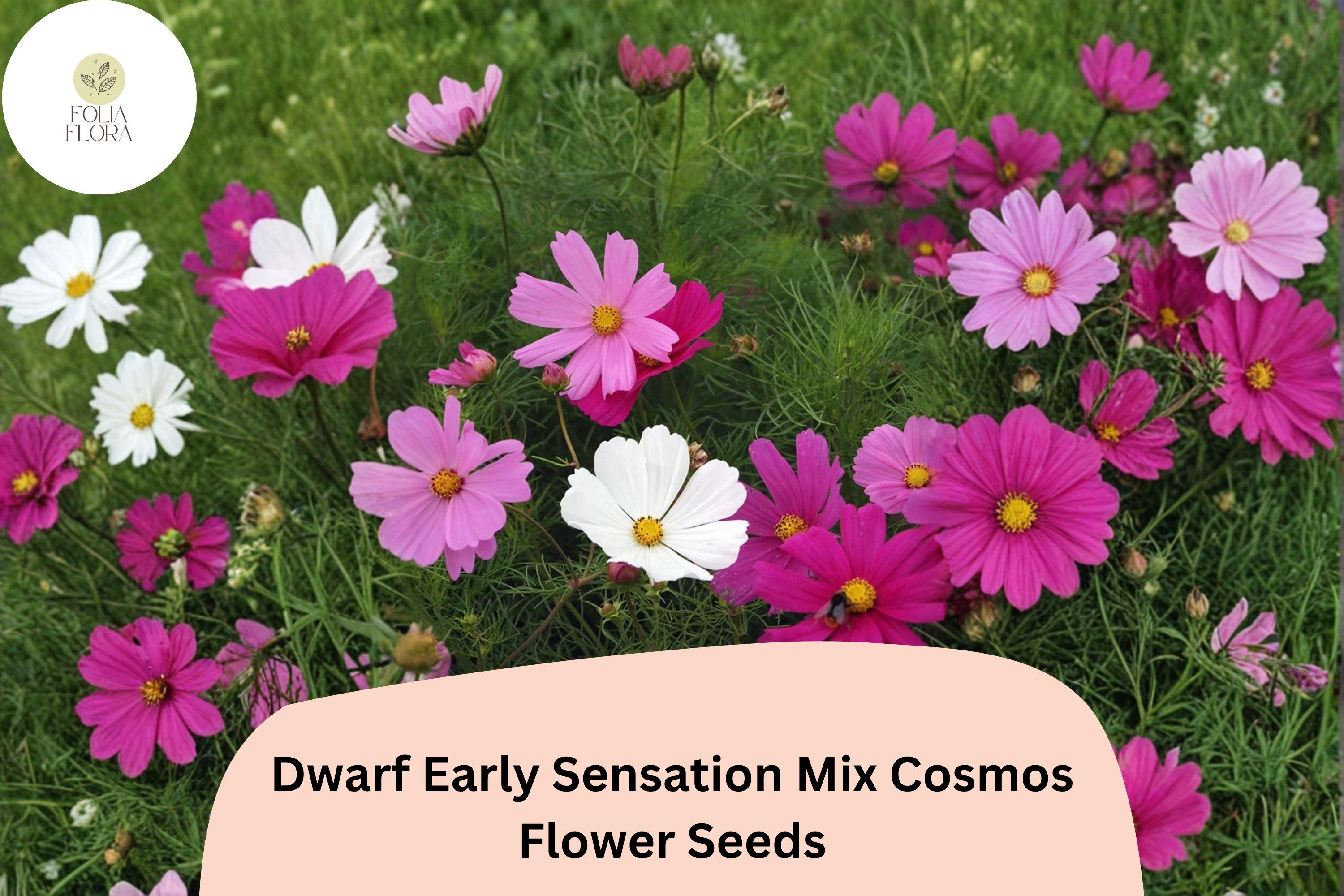 Dwarf Cosmos Seeds | Early Sensation Mix | Pink, White, Rose Blooms | Cosmos bipinnatus ‘Dwarf Early Sensation Mix’