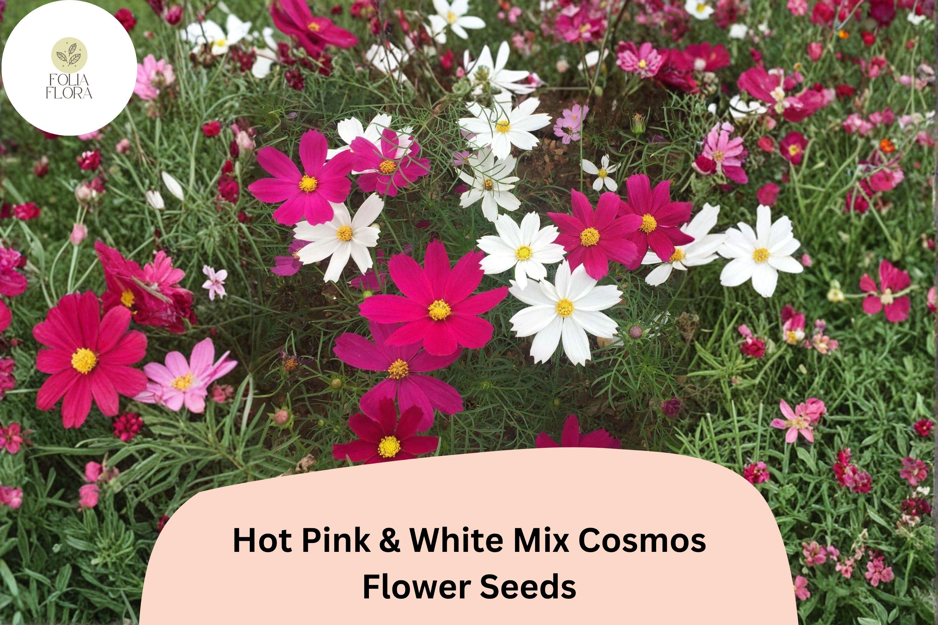 Hot Pink & White Cosmos Seeds | Garden Flower Mix for Borders & Containers | Cosmos bipinnatus Mix