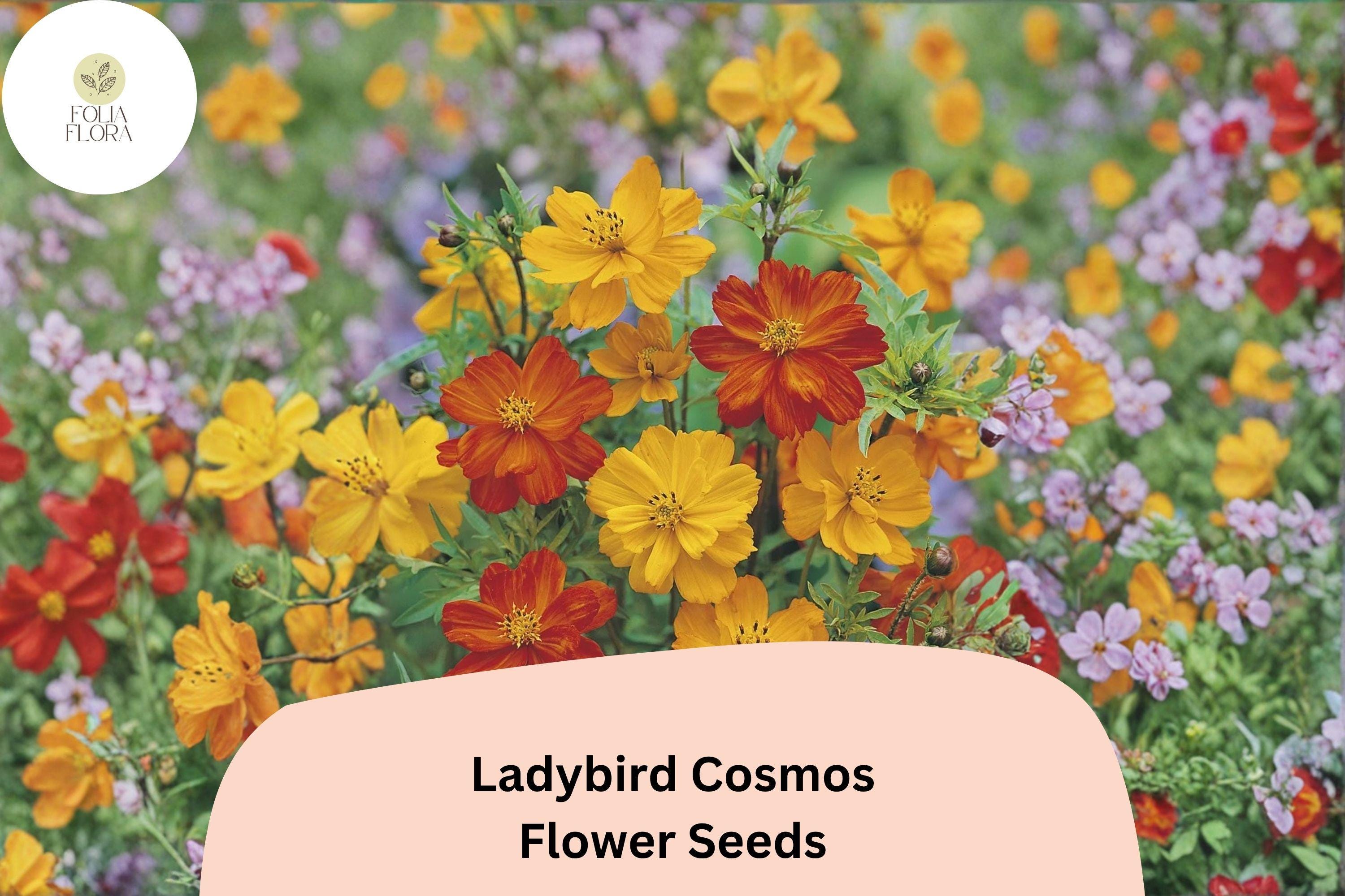 Ladybird Cosmos Seeds | Orange Red Yellow Mix | Compact Annual Flower | Cosmos sulphureus ‘Ladybird Mix’