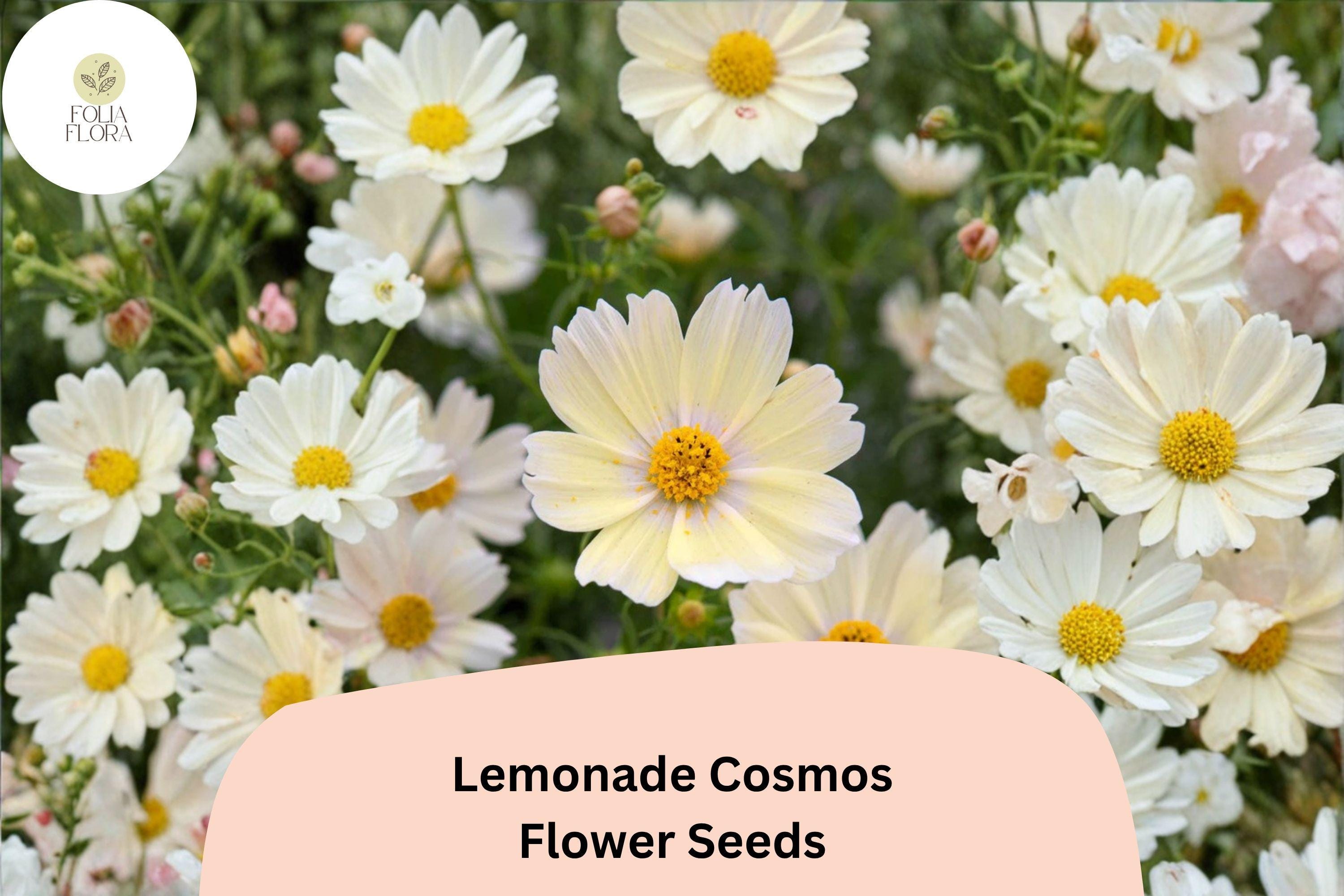 Lemonade Cosmos Seeds | Soft Yellow Annual Flowers for Pollinator Garden | Cosmos bipinnatus 'Lemonade' | 200+ Seeds
