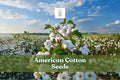 American Cotton Seeds Gossypium hirsutum - Easy Grow Decorative Fiber Plant for Garden & STEM Projects