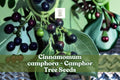 Camphor Tree Seeds, Fragrant Evergreen Cinnamomum camphora, Bonsai & Landscaping, 10 Seeds