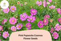 Pink Popsocks Cosmos Seeds | Double Pink Blooms for Garden, Borders & Cut Flowers | Cosmos bipinnatus, Easy to Grow Annual