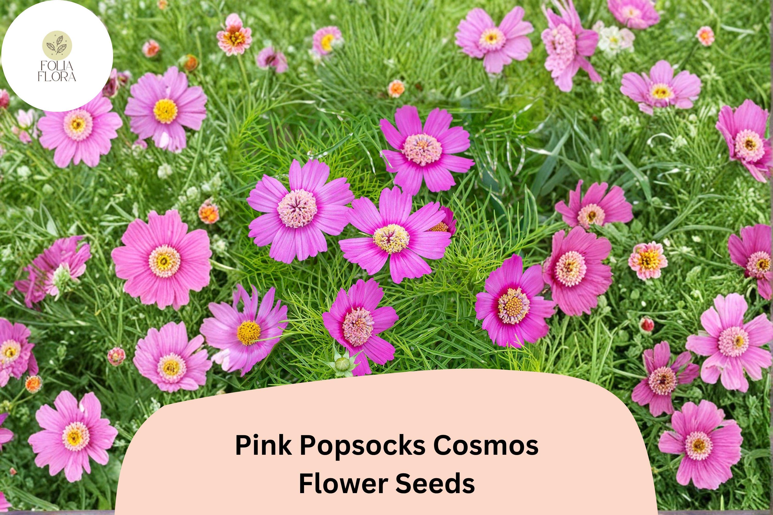 Pink Popsocks Cosmos Seeds | Double Pink Blooms for Garden, Borders & Cut Flowers | Cosmos bipinnatus, Easy to Grow Annual