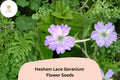 Hexham Lace Geranium Seeds – Perennial Purple Flower Seeds – Geranium x oxonianum – Pollinator-Friendly, Easy to Grow
