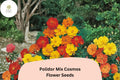 Polidor Mix Cosmos Seeds | Orange, Red & Yellow Annual Flowers | Cosmos sulphureus | Drought-Tolerant, Butterfly & Bee Attracting
