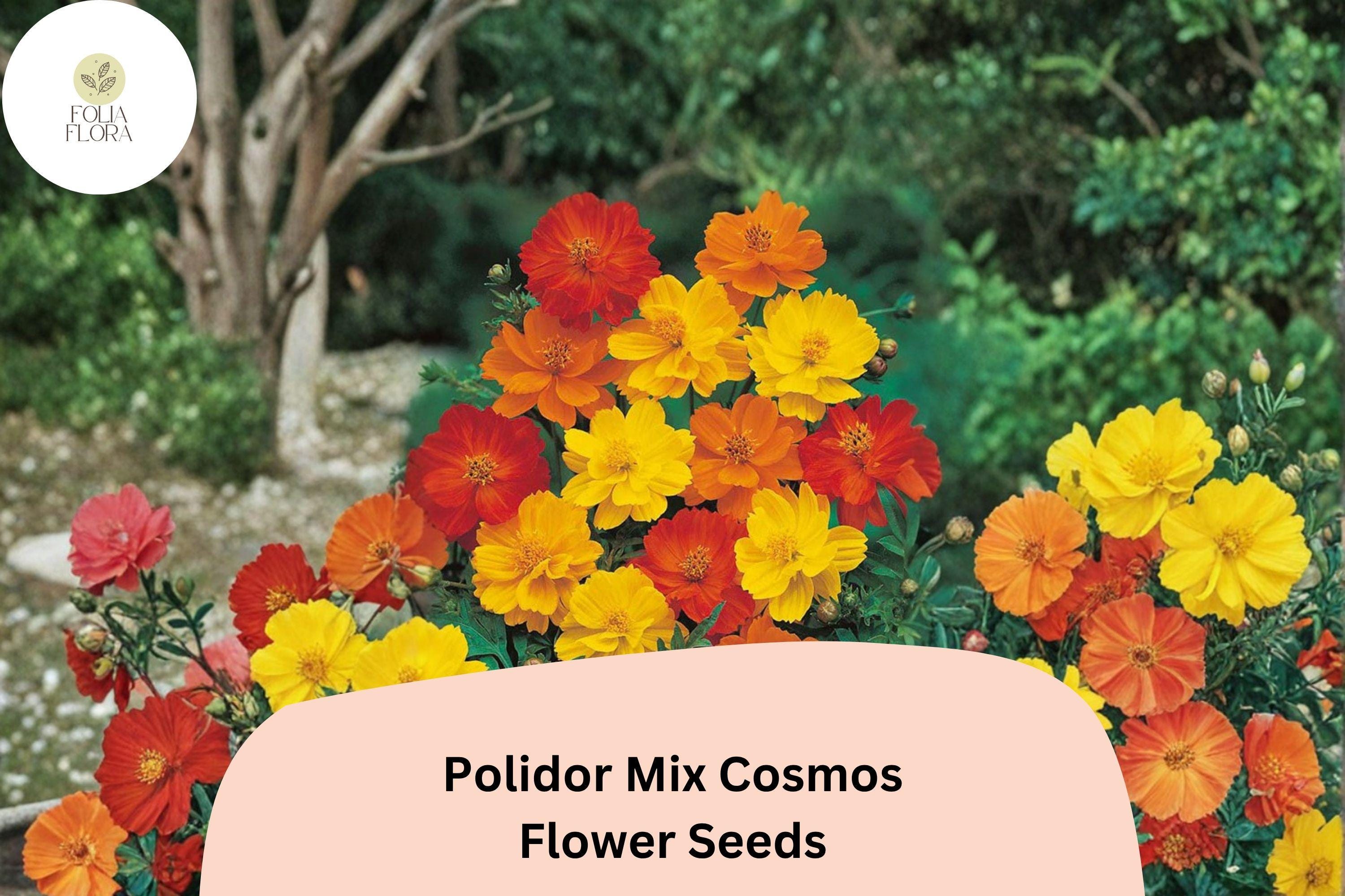 Polidor Mix Cosmos Seeds | Orange, Red & Yellow Annual Flowers | Cosmos sulphureus | Drought-Tolerant, Butterfly & Bee Attracting