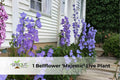 Chaters Double White Hollyhock Seeds - Heirloom Alcea rosea, Cottage Garden Flower, 10 Seeds