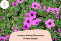 Hexham Velvet Geranium Seeds – Perennial Plant with Rich Purple Blooms, Geranium x oxonianum, Pollinator-Friendly, Easy to Grow