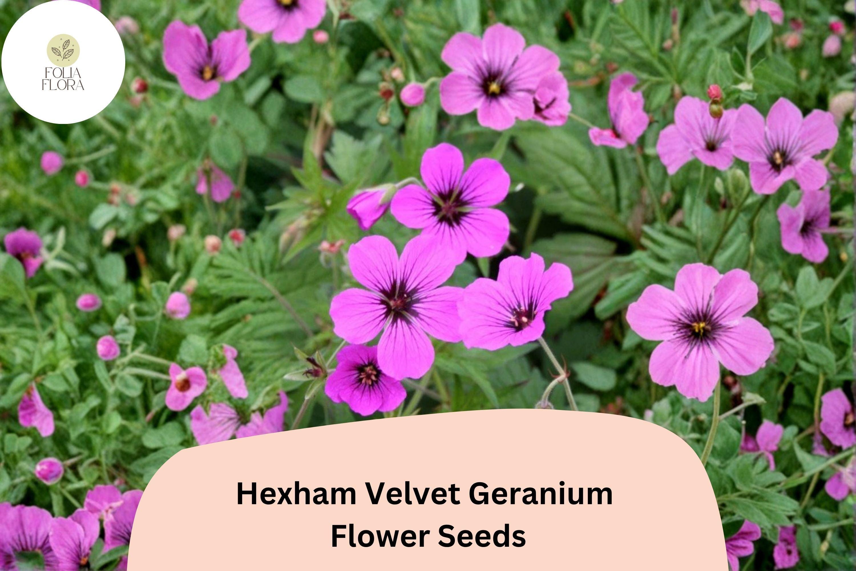 Hexham Velvet Geranium Seeds – Perennial Plant with Rich Purple Blooms, Geranium x oxonianum, Pollinator-Friendly, Easy to Grow