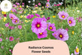 Radiance Cosmos Seeds | Pink Magenta Flowers | Cosmos bipinnatus | Garden Annuals for Pollinators & Bouquets