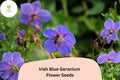Irish Blue Geranium Seeds - Perennial Flower, Bright Blue, Geranium x cantabrigiense, Hardy, Pollinator Friendly, 25+ Seeds
