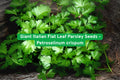 Giant Italian Flat Leaf Parsley Seeds – Petroselinum crispum var. neapolitanum – Heirloom Culinary Herb, Biennial Vegetable