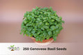 Peppermint Seeds Mentha × piperita Aromatic Perennial Herb Non-GMO Pack of 400