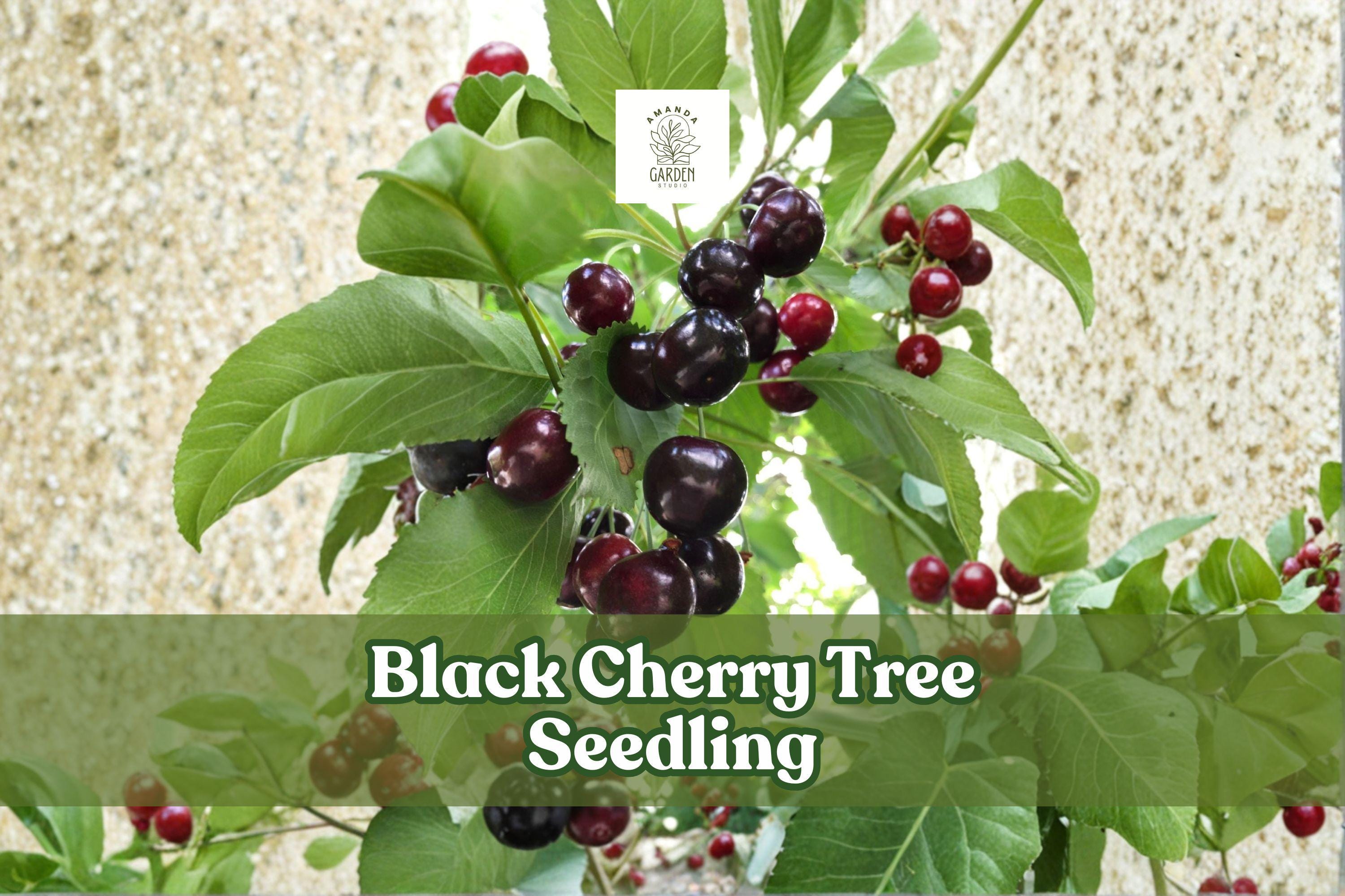 Black Cherry Tree Seedling - Fast Growing Shade Tree Prunus serotina Native Wildlife-Friendly Landscaping
