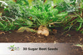 35 Swamp Milkweed Seeds | Asclepias incarnata | Pink Perennial Flowers for Pollinators & Wetlands