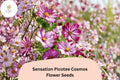 Sensation Picotee Cosmos Seeds | White Flowers with Pink Edges | Cosmos bipinnatus | 200+ Seeds for Garden & Cut Flowers
