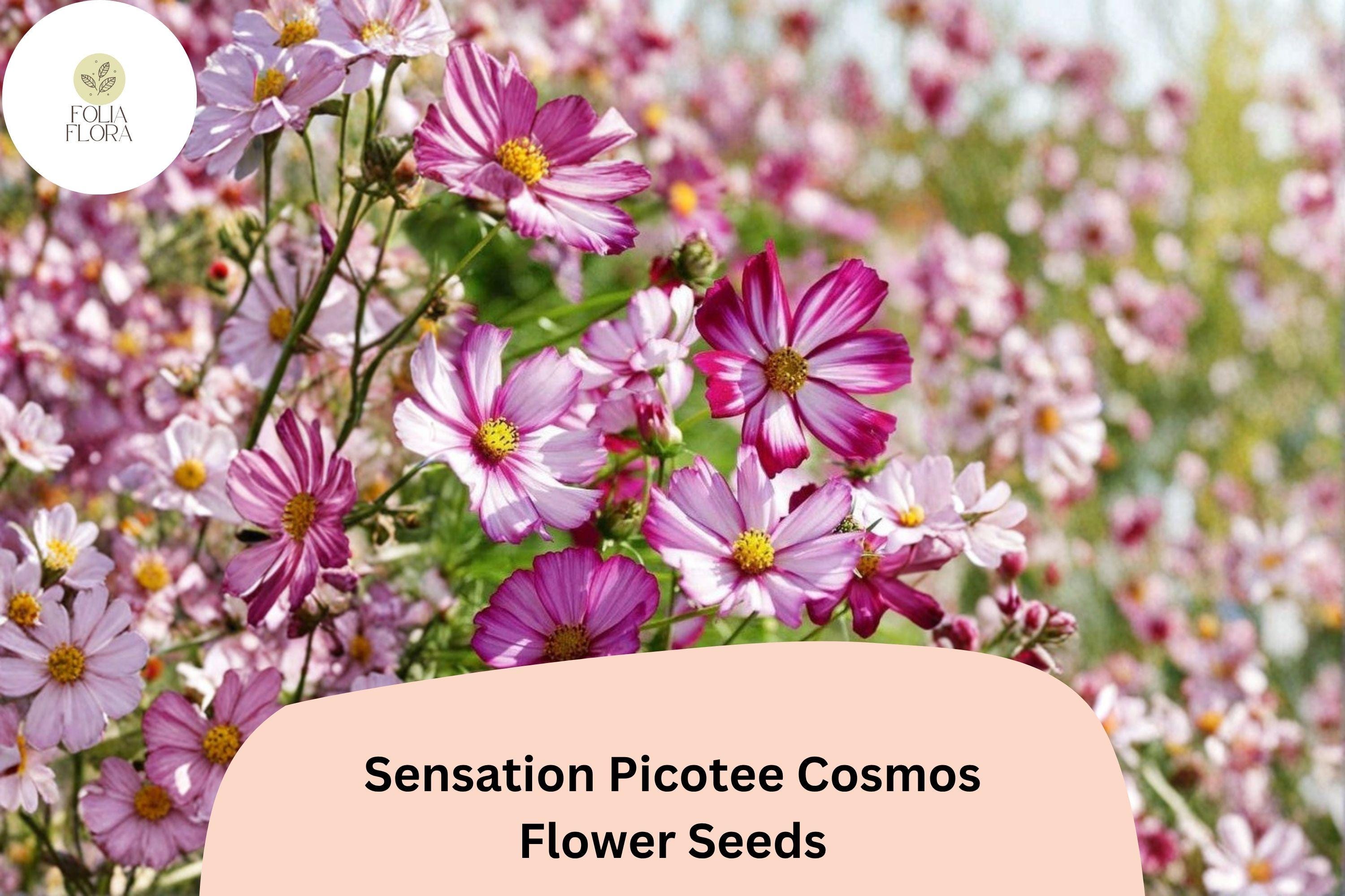 Sensation Picotee Cosmos Seeds | White Flowers with Pink Edges | Cosmos bipinnatus | 200+ Seeds for Garden & Cut Flowers