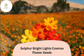Sulphur Cosmos Seeds | Bright Lights Mix of Orange, Yellow & Red Blooms | Cosmos sulphureus Annual for Borders & Wildflower Gardens