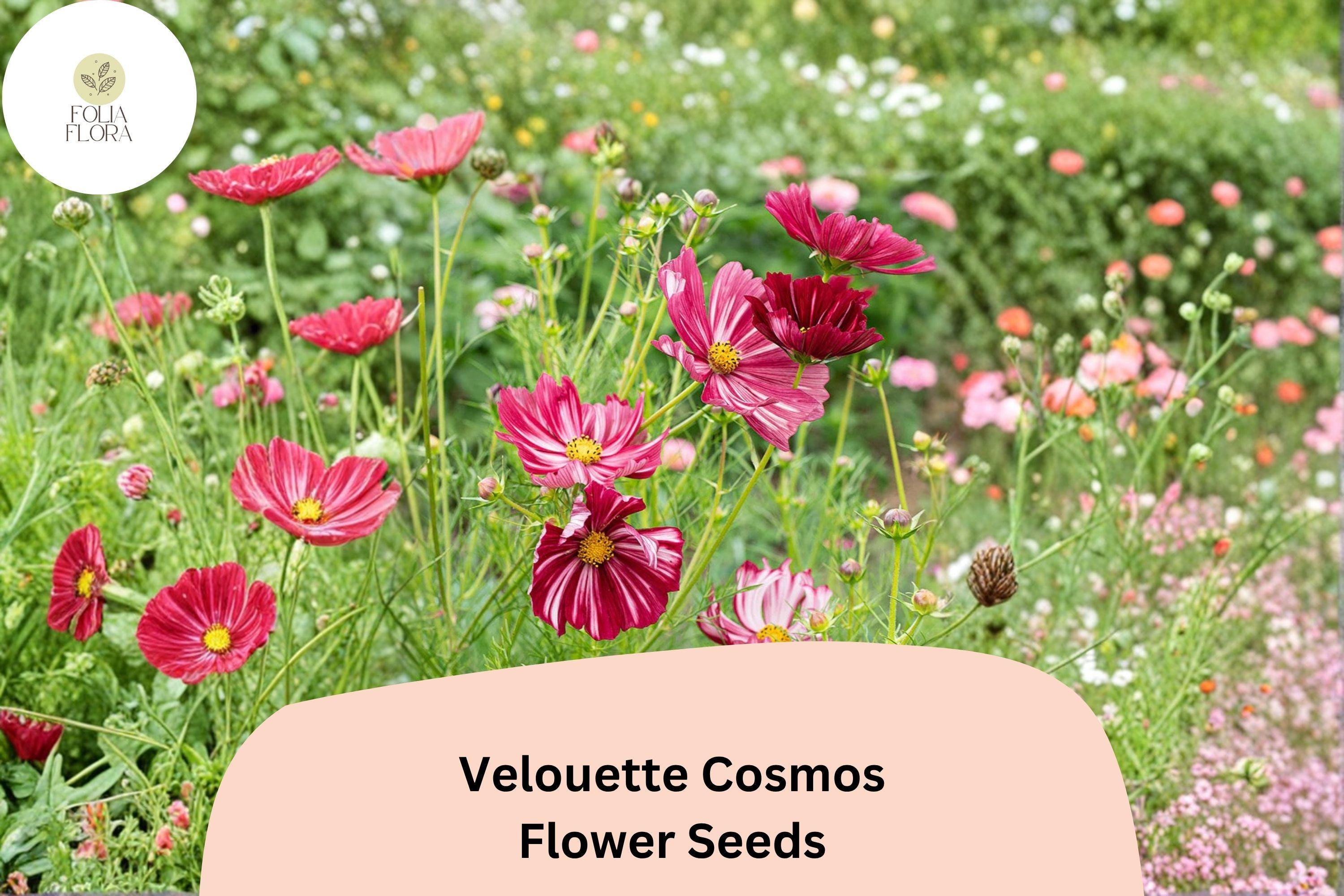 Velouette Cosmos Seeds | Red & White Striped Blooms | Cosmos bipinnatus | Pollinator-Friendly Annual for Gardens