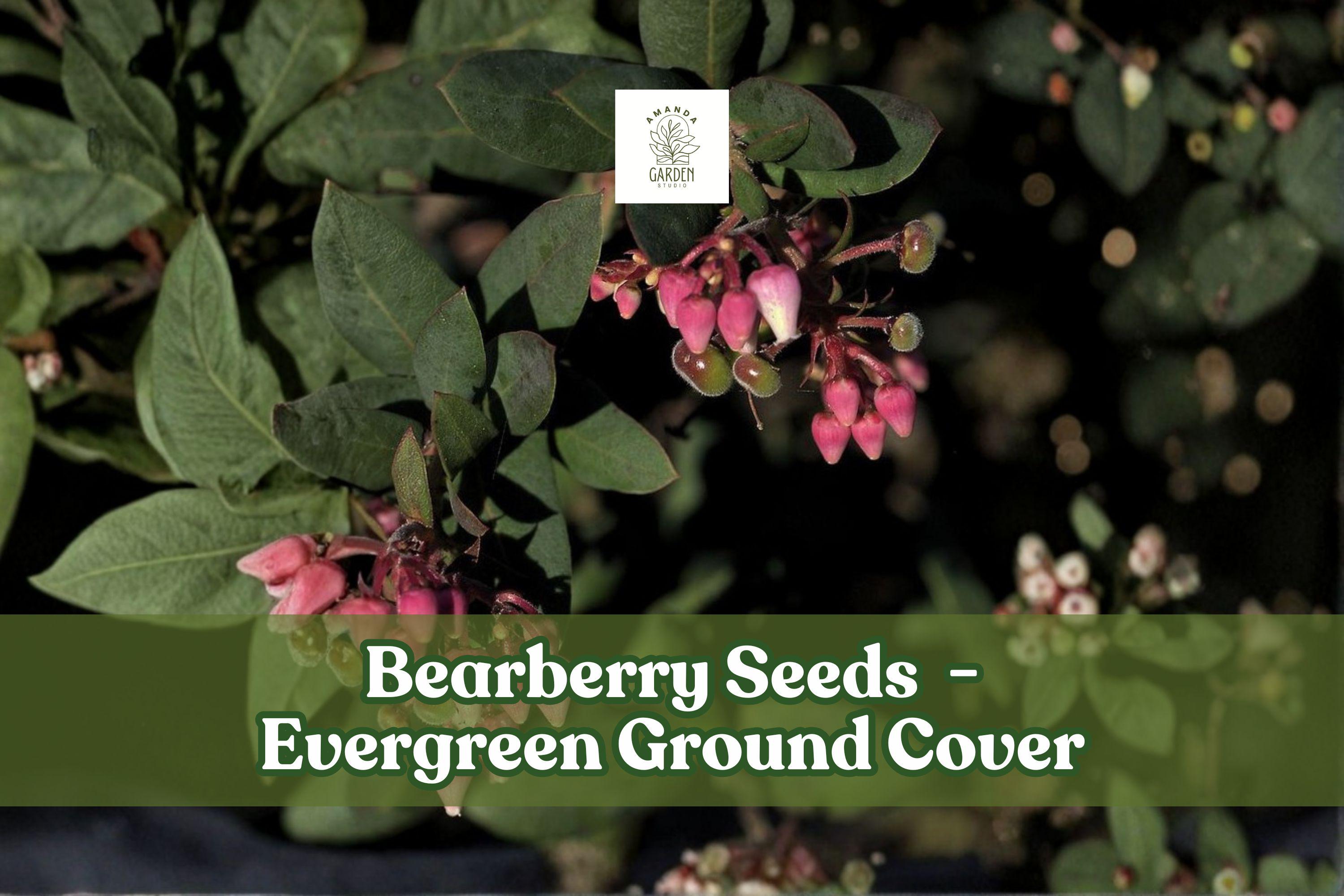 Bearberry Seeds | Evergreen Ground Cover with Red Berries | Arctostaphylos uva-ursi | 30 Seeds