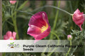 20 Almond Tree Seeds Prunus dulcis Ornamental Flowering Tree Pink-White Blossoms Fast-Growing