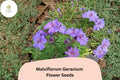 25+ Malviflorum Geranium Seeds – Purple Flowering Perennial, Hardy Garden Plant, Geranium malviflorum for Beds & Containers