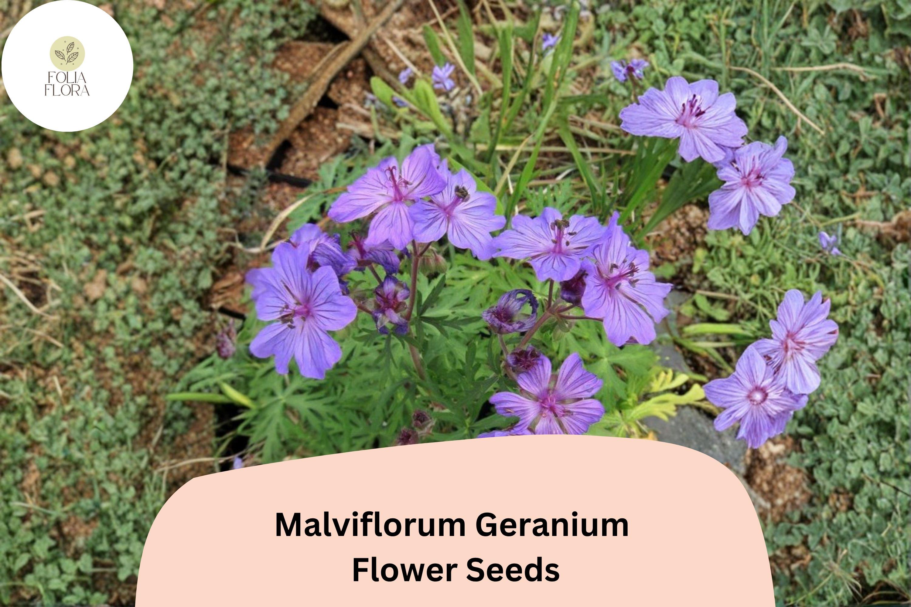 25+ Malviflorum Geranium Seeds – Purple Flowering Perennial, Hardy Garden Plant, Geranium malviflorum for Beds & Containers