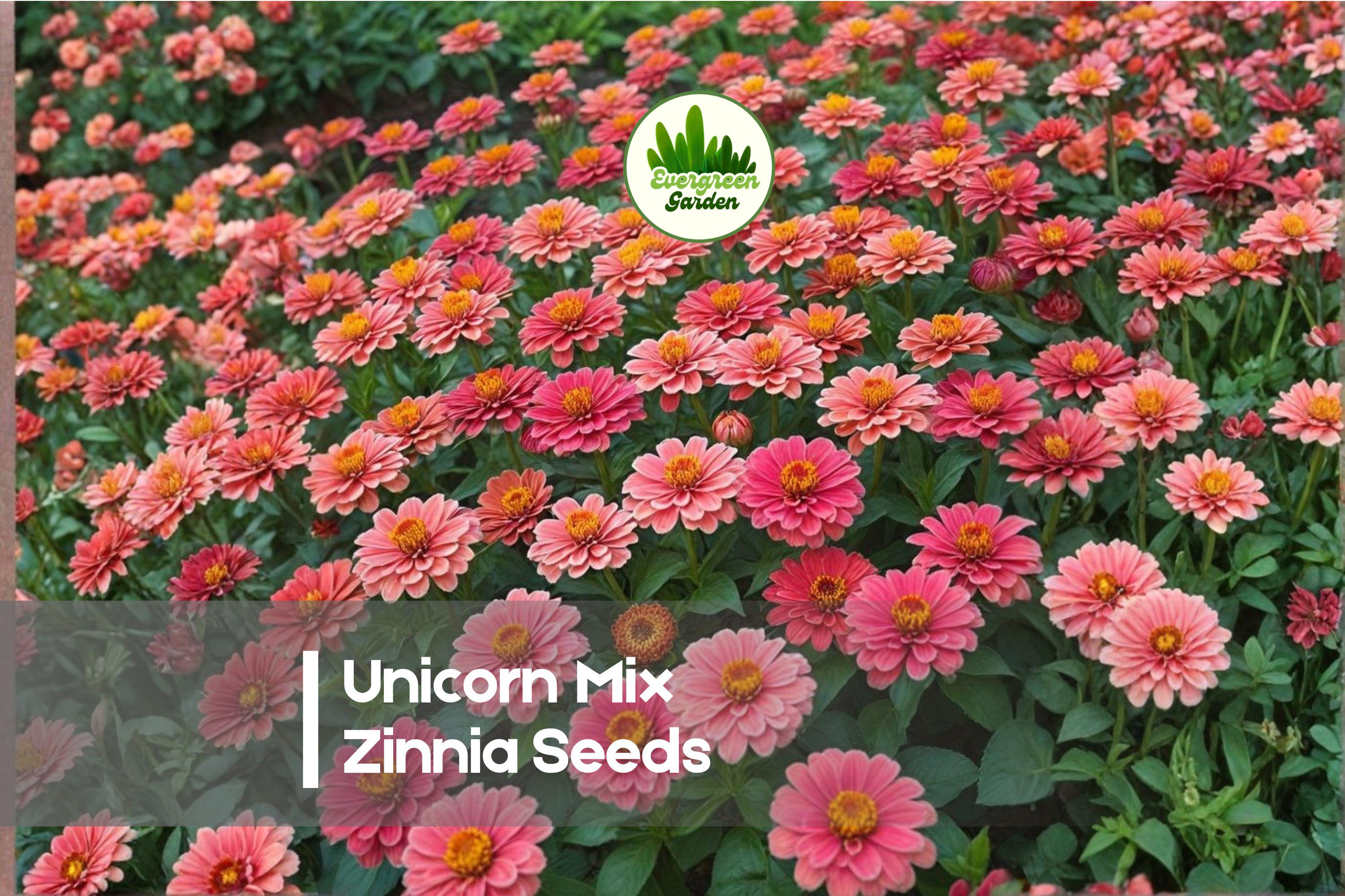 25 Unicorn Mix Zinnia Seeds – Vibrant Annual Flower Seeds for Garden Beds, Borders & Containers, Zinnia elegans, Bright Multi-Color Blooms
