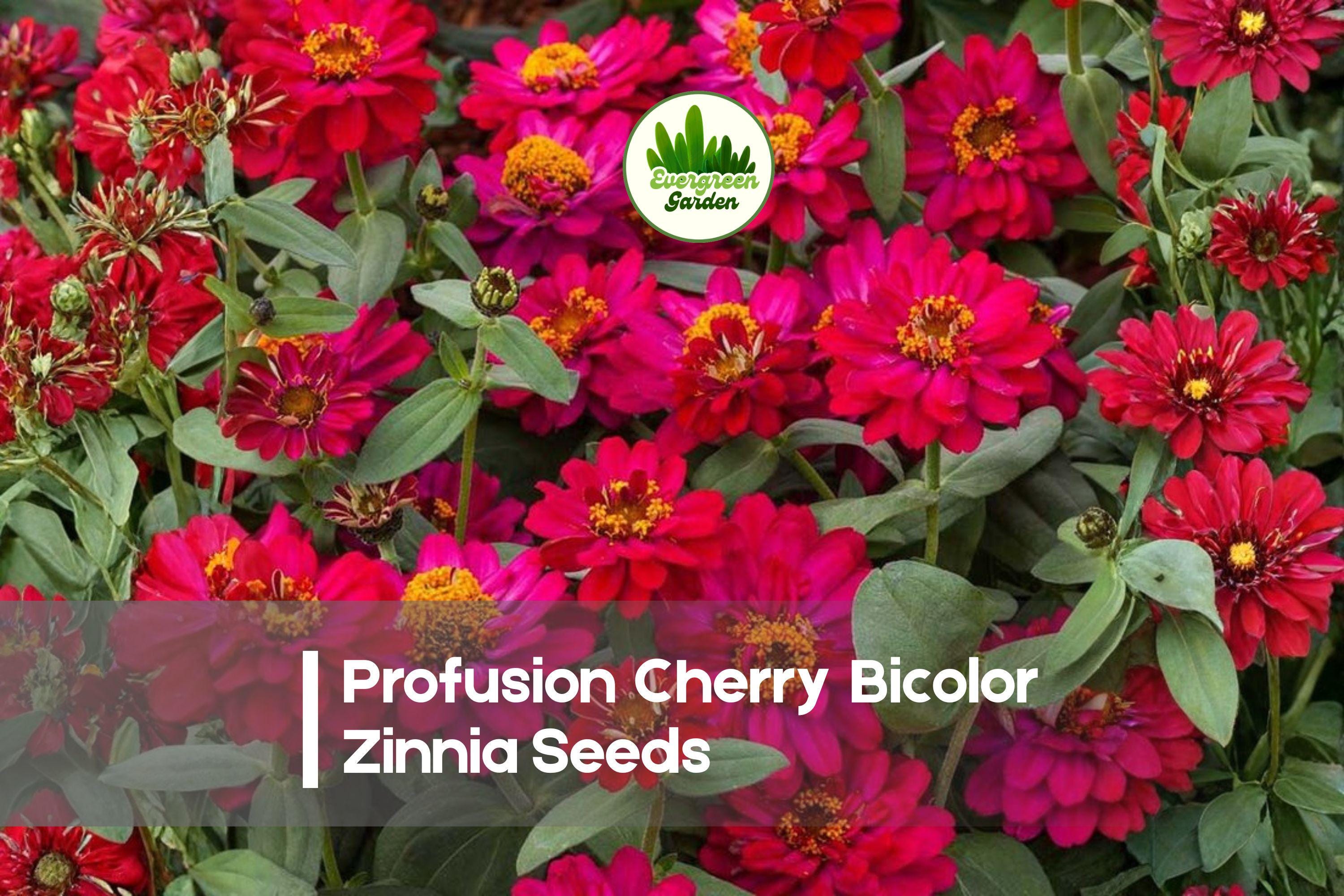 25 Profusion Cherry Bicolor Zinnia Seeds – Bright Pink & White Flowers, Easy to Grow, Attracts Pollinators, Zinnia elegans, Annual Plant