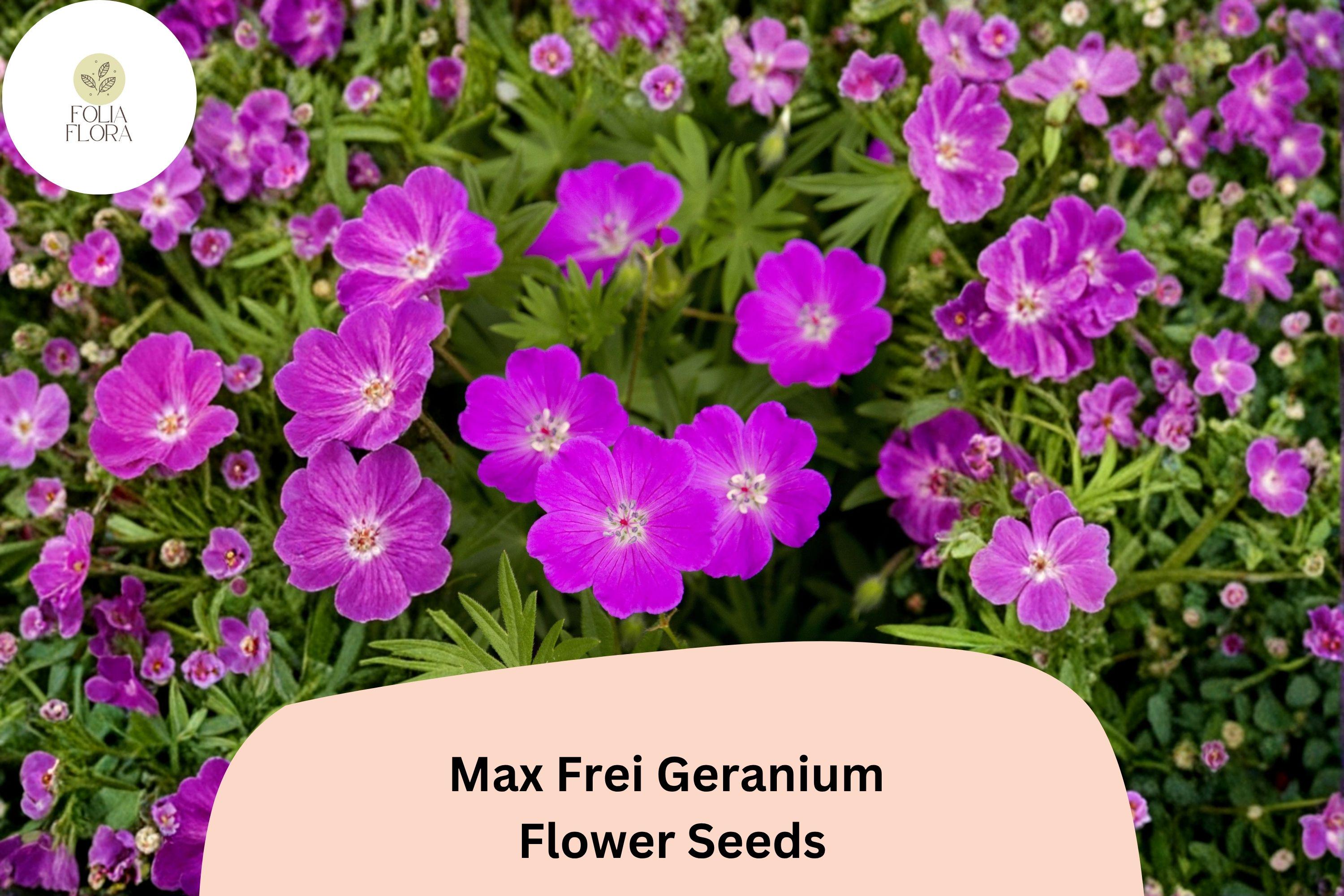25+ Max Frei Geranium Seeds – Purple Blooms, Hardy Perennial, Pollinator Friendly, Garden Planting, Geranium 'Max Frei'
