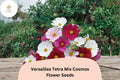 Versailles Tetra Cosmos Seeds | Tall Mix, Cut Flower Garden, Cosmos bipinnatus, Pollinator-Friendly, Summer Blooming
