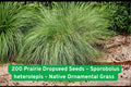 200 Prairie Dropseed Seeds – Sporobolus heterolepis – Native Ornamental Grass, Drought Tolerant, Deer Resistant, Perennial