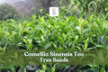 12 Tea Tree Seeds Camellia sinensis Evergreen Shrub for Green & Black Tea Cultivation, Hardy USDA Zones 8–11