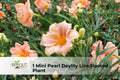 1000 Aurea Potentilla Seeds | Golden Cinquefoil Perennial Groundcover with Yellow Flowers | Potentilla aurea Seeds
