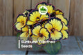 25+ Sunburst Calathea Seeds - Tropical Foliage Plant, Calathea roseopicta ‘Sunburst’, Indoor & Shade Garden, Exotic Green & Yellow Variegation