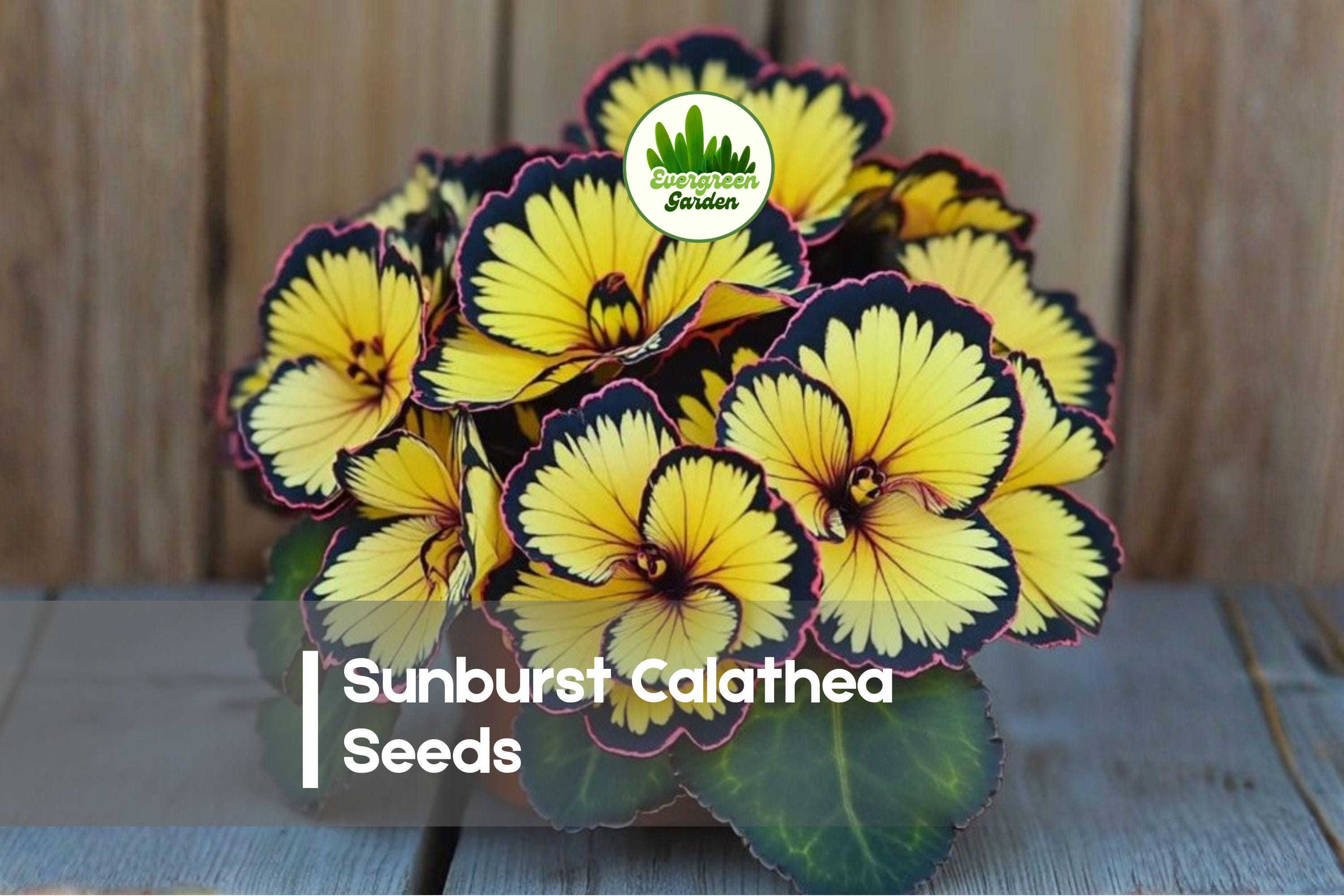 25+ Sunburst Calathea Seeds - Tropical Foliage Plant, Calathea roseopicta ‘Sunburst’, Indoor & Shade Garden, Exotic Green & Yellow Variegation