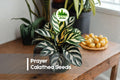 Prayer Calathea Seeds - Green & Purple Foliage, Tropical Houseplant, Calathea roseopicta, Indoor Garden, Shaded Patio