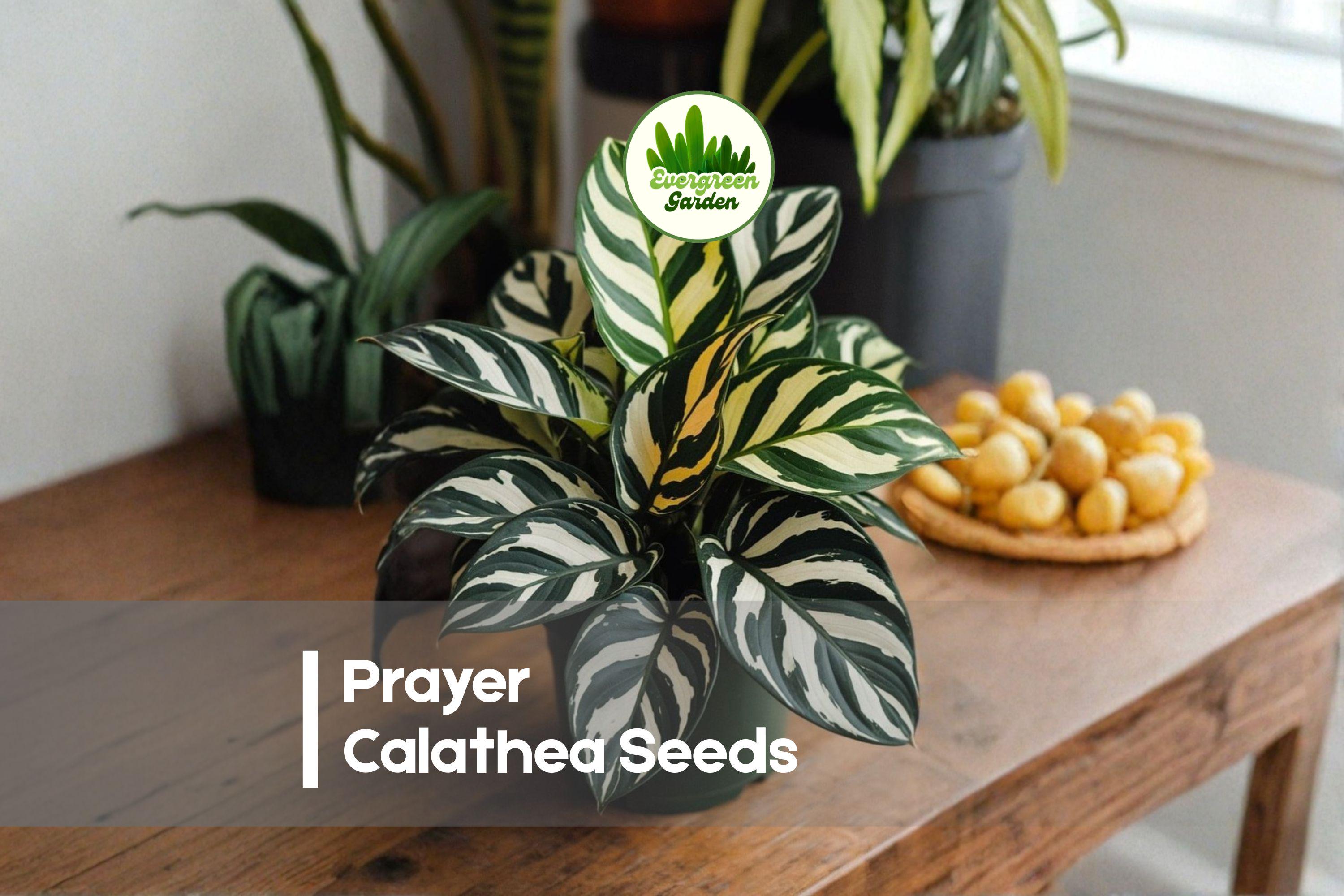 Prayer Calathea Seeds - Green & Purple Foliage, Tropical Houseplant, Calathea roseopicta, Indoor Garden, Shaded Patio