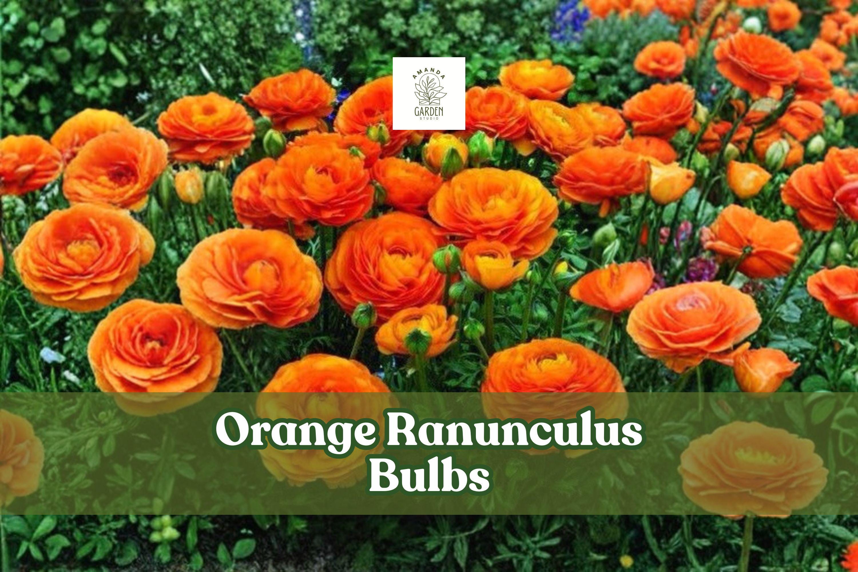 10 Orange Ranunculus Bulbs for Spring Garden Blooms - Ranunculus asiaticus Flowering Bulbs for Borders & Containers