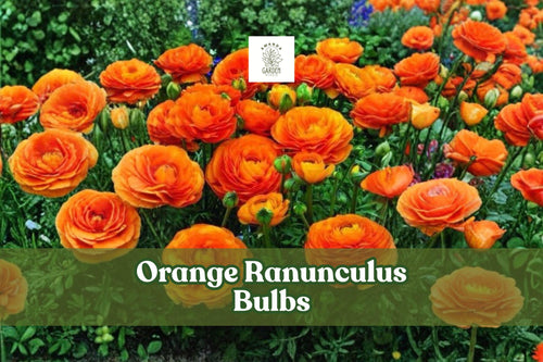 10 Orange Ranunculus Bulbs for Spring Garden Blooms - Ranunculus asiaticus Flowering Bulbs for Borders & Containers