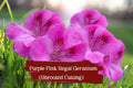 Purple-Pink Regal Geranium Cuttings, Unrooted Pelargonium Fancy Regal Hybrid, Vibrant Orchid-Like Blooms, Fragrant Foliage, Easy to Root