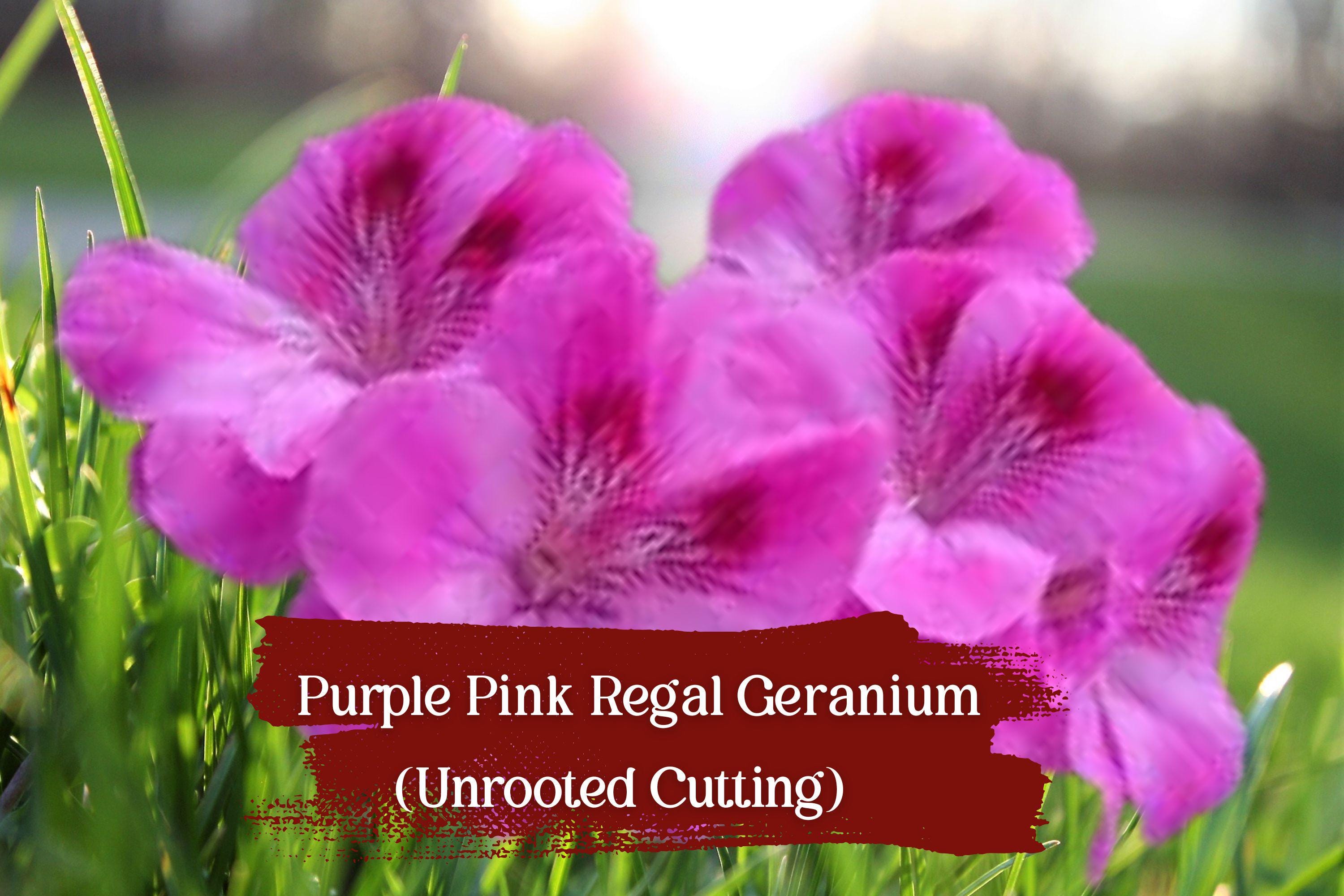 Purple-Pink Regal Geranium Cuttings, Unrooted Pelargonium Fancy Regal Hybrid, Vibrant Orchid-Like Blooms, Fragrant Foliage, Easy to Root