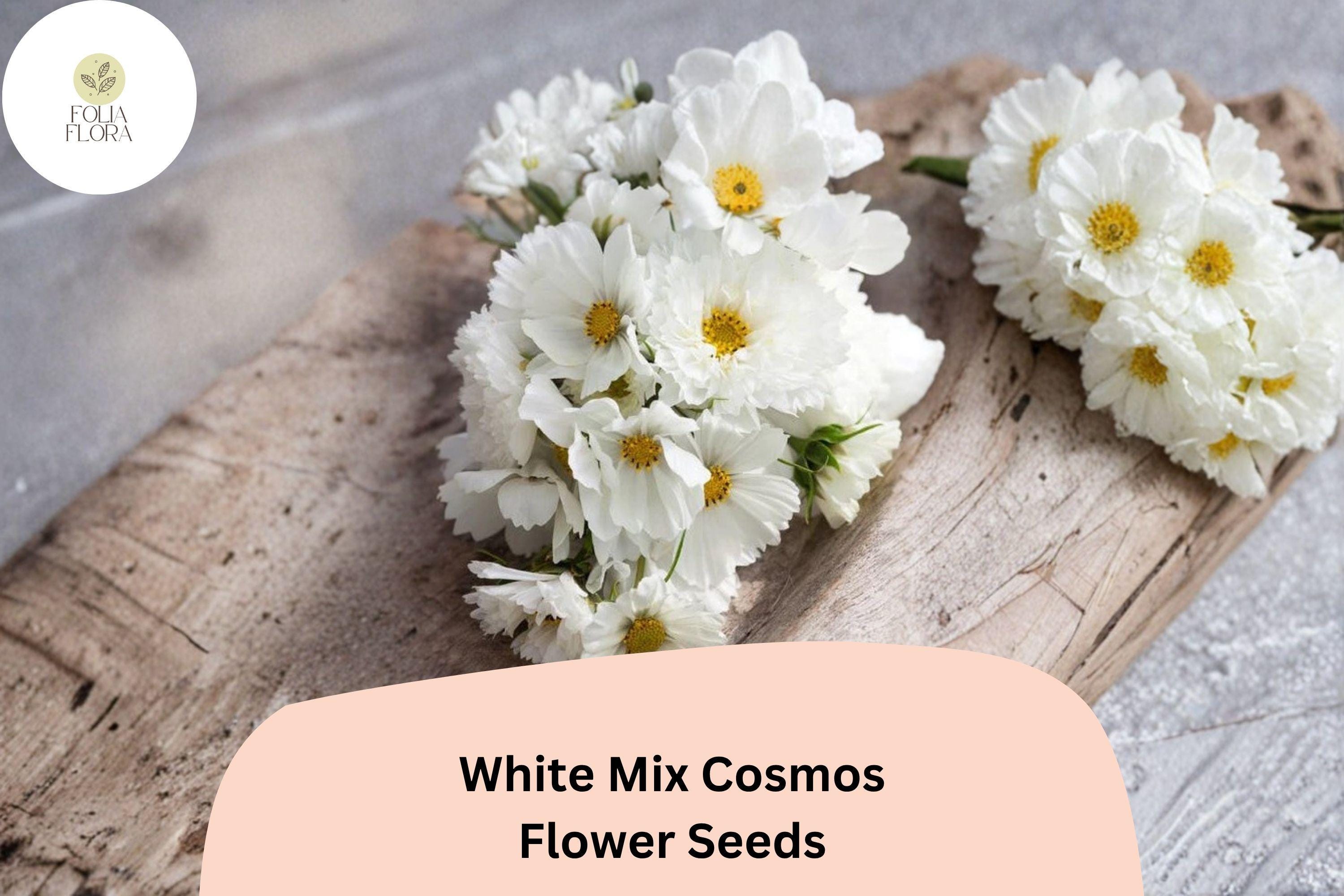 White Cosmos Seeds | 200+ Pure White Blooming Annuals for Gardens & Borders | Cosmos bipinnatus